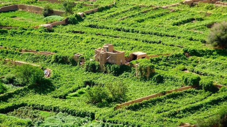 نددوا بفساد المنظمات .. مزارعو أبين لـ "عدن الغد" : معظم الذين يحصلون على دعم المنظمات المخصص للقطاع الزراعي ليسو مزارعين ..!!