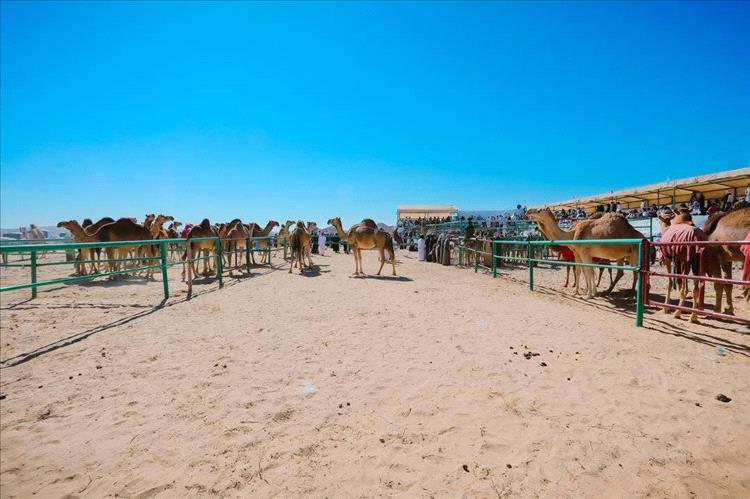 انطلاق أشواط المزاينة في مهرجان شباب الغد في المهرة