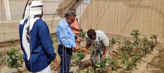 في عهد الوزير السقطري.. لحج تعود مجدداً للمنافسة في الإنتاج الزراعي "تقرير"